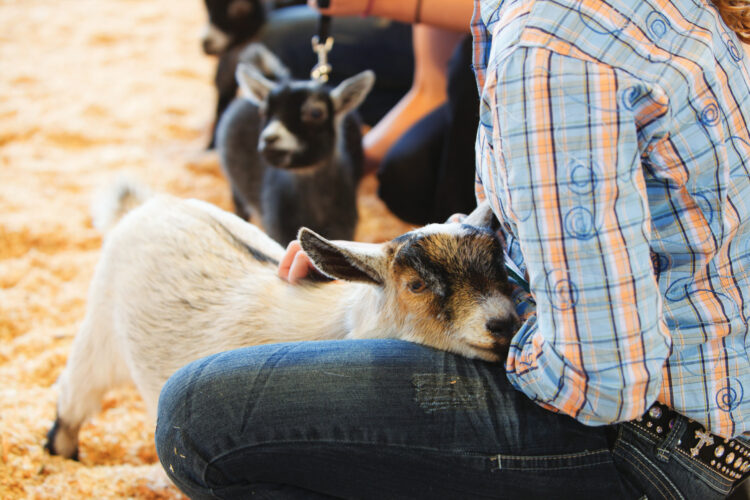 What is the Difference Between 4-H and FFA?